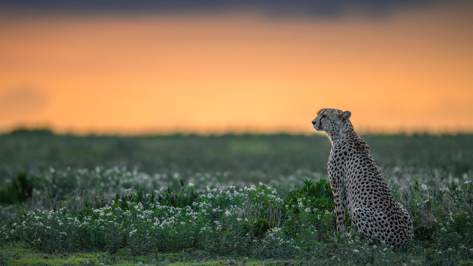 FIBA “Hoops For Green” 在阿尔及利亚举办环保篮球公益项目