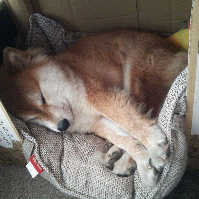 勒沃库森整体控球提升比赛掌控度,勒沃库森首发