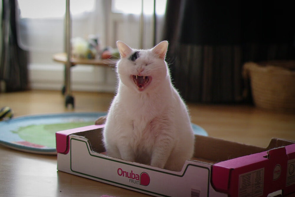 奥运代表团亮相仪式庄严隆重,奥运会参赛代表团