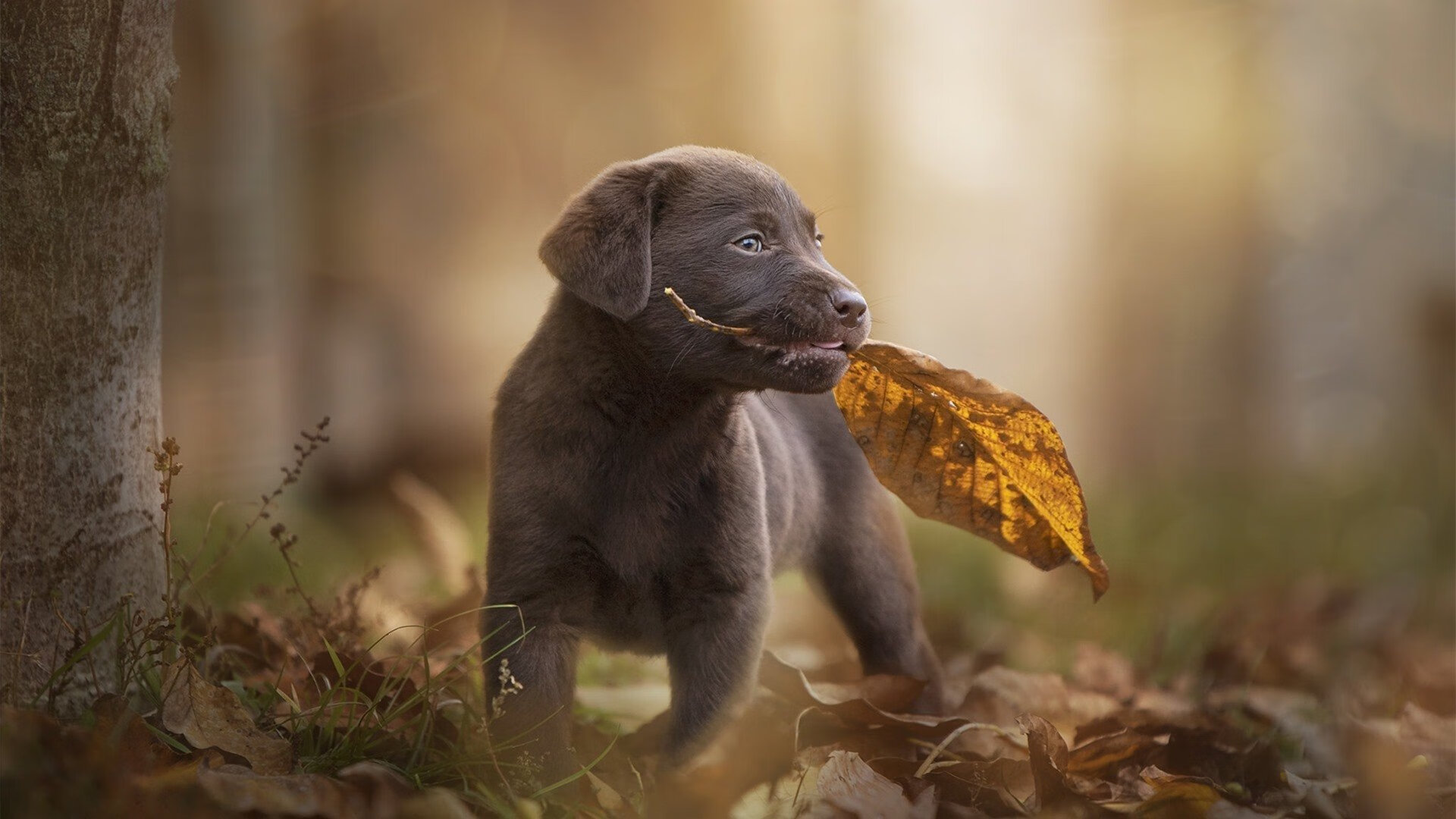 格鲁吉亚女篮在欧洲锦标赛中表现优异，期待突破，格鲁吉欧女王vs
